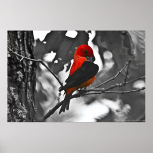 Poster Homme Scarlet Tanager