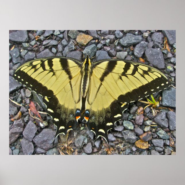 Poster Homme Tigre Est Swallowtail papillon (Devant)