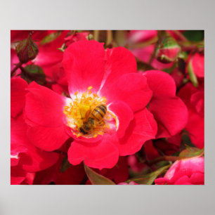 Poster - Honey Bee sur Rose