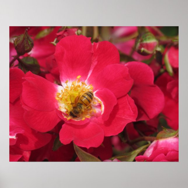 Poster - Honey Bee sur Rose (Devant)