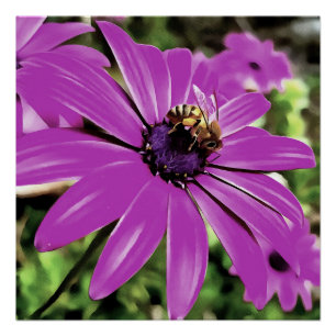 Poster Honey Bee Sur Un Daisy Africain Violet