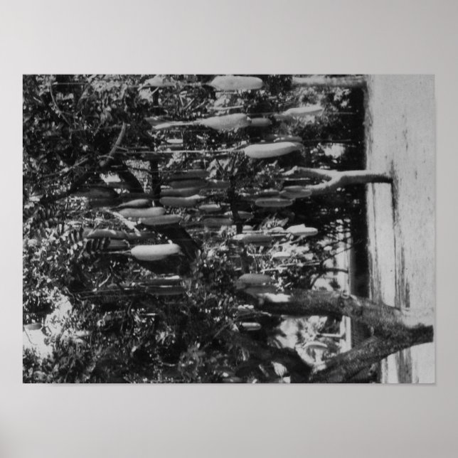 Poster Honolulu, HI - Université d'Hawaii (Devant)