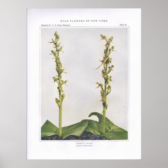 Poster Hooker's Orchis - Lysias hookeriana (Devant)