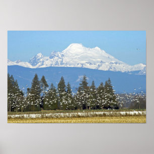 Poster horizontal : Mt. Baker avec Oie des neiges