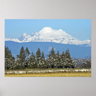 Poster horizontal : Mt. Baker avec Oie des neiges