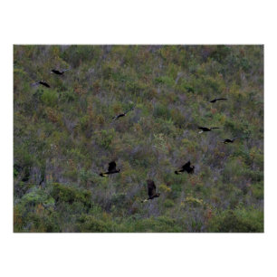 Poster Horloge de Cockatoos noirs à queue jaune