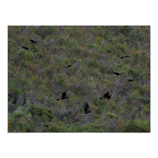 Poster Horloge de Cockatoos noirs à queue jaune (Devant)
