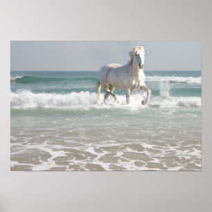 Poster Horse Ocean Beauty Imprimer