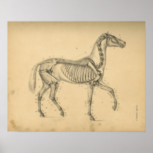 Poster Horse Skeleton Anatomy 1908 Imprimer Vintage