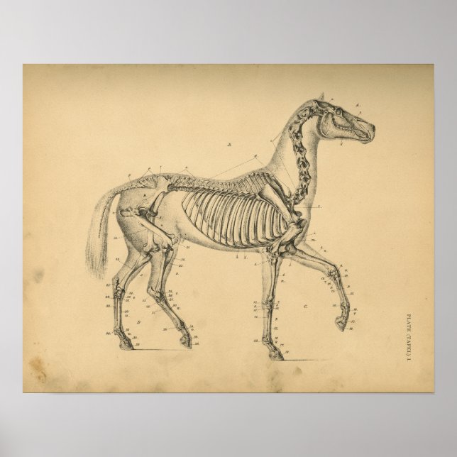 Poster Horse Skeleton Anatomy 1908 Imprimer Vintage (Devant)
