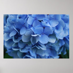 Poster Hortensia bleu