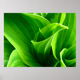 Poster Hosta vert