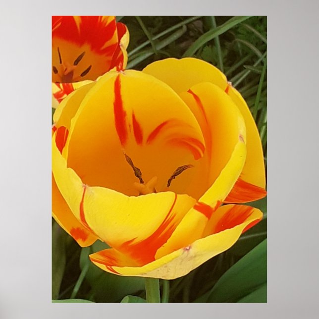 Poster Hot Yellow Tulip (Devant)