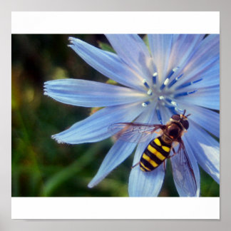 Poster hoverfly en bleu