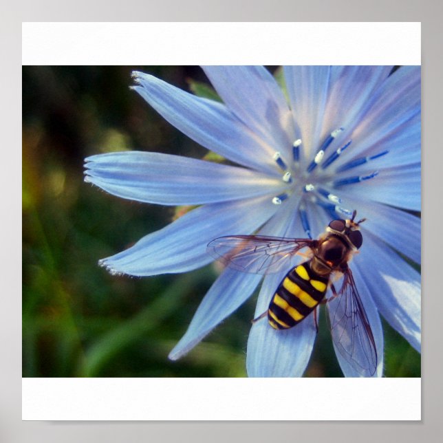 Poster hoverfly en bleu (Devant)