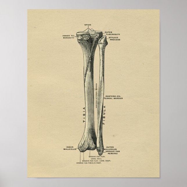 Poster Humain Tibia Anatomy 1902 Vintage Print (Devant)