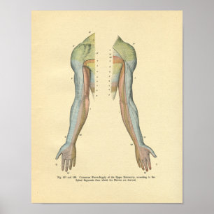Poster Human Arm Cutaneous Nerve Innervation Print