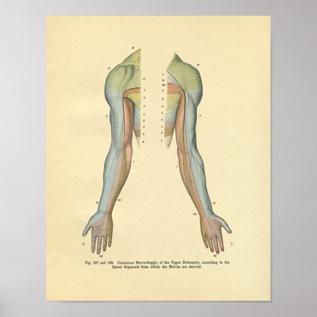 Poster Human Arm Cutaneous Nerve Innervation Print (Devant)