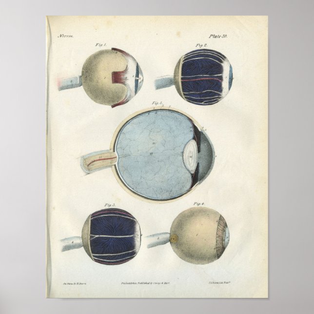 Poster Human Eye Anatomy Print (Devant)