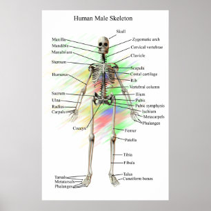 Poster Human Homme Skeleton