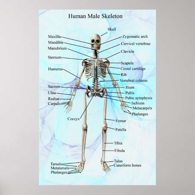 Poster Human Homme Skeleton (Devant)