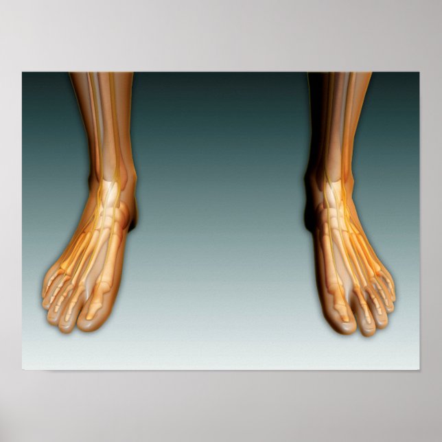 Poster Human Legs And Feet With Nervous System (Devant)