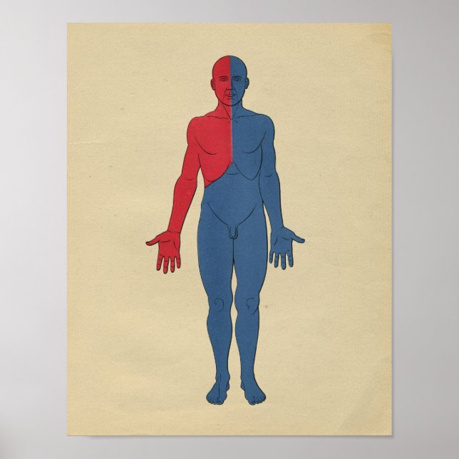 Poster Human Lymphatic System Anatomy 1902 Vintage Print (Devant)