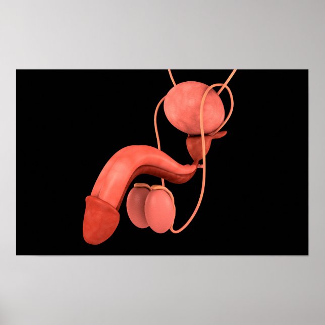 Poster Human Male Reproductive System 3 (Devant)