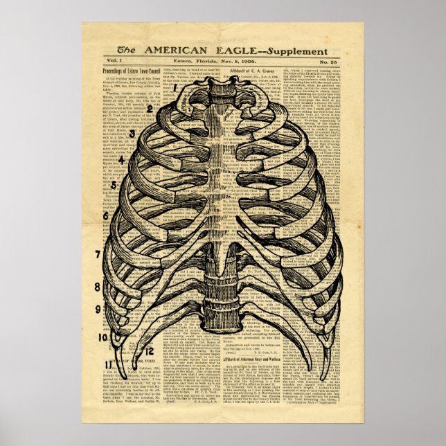 Poster Human Skeleton Thorax dans le journal (Devant)