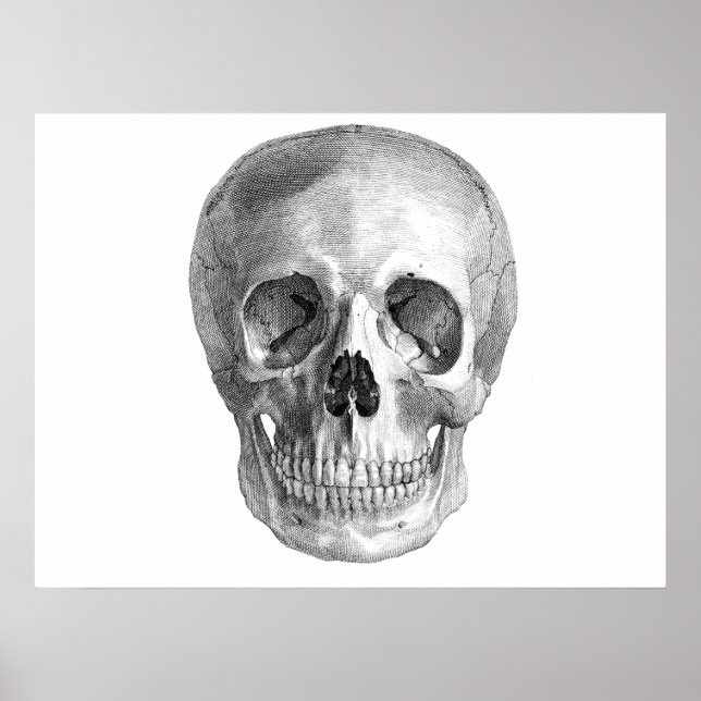 Poster Human skull anatomy sketch drawing (Devant)