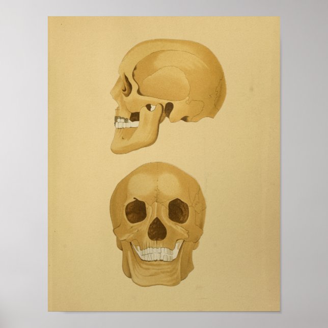 Poster Human Skull Vintage Anatomy Print Bones (Devant)