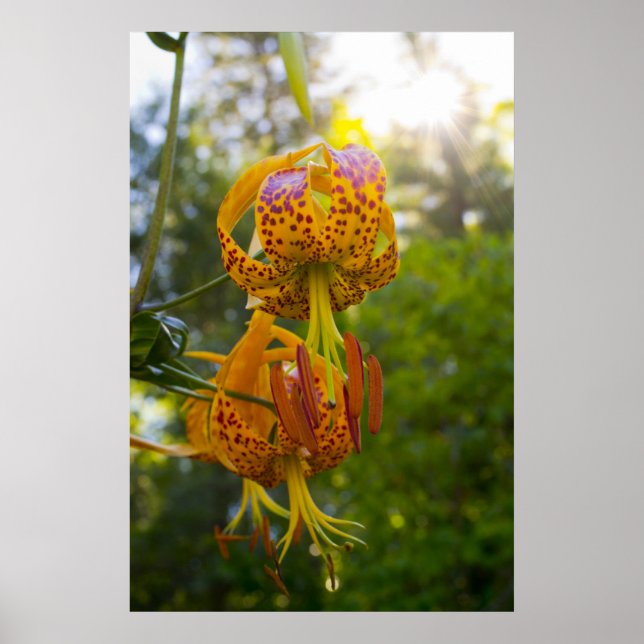 Poster Humboldt Lily (Devant)