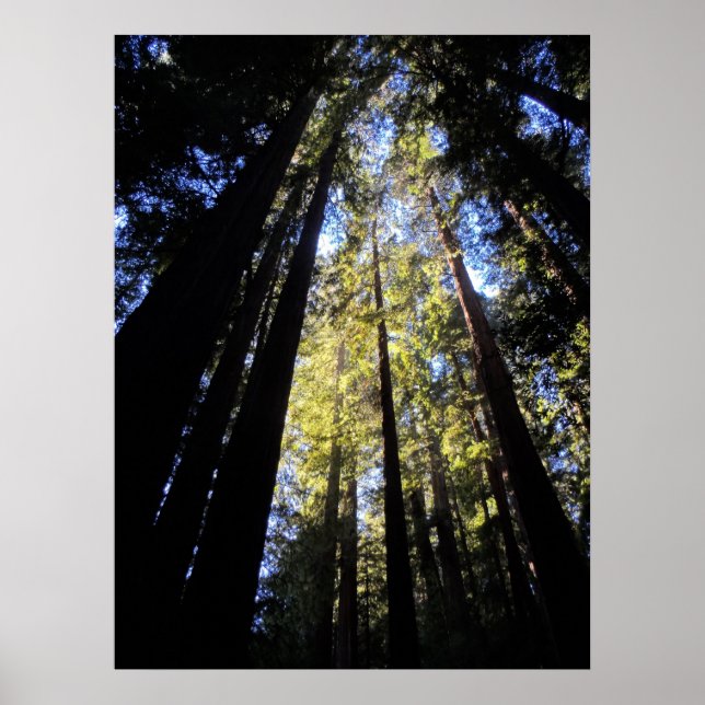 Poster Humboldt Redwoods State Park (Devant)