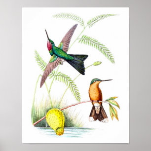 Poster Hummingbird No.5 Antique Histoire Naturelle Imprim
