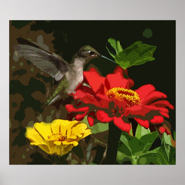 Poster Hummingbird on Zinnias (Devant)