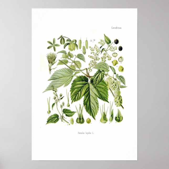 Poster Humulus lupulus (Hop) (Devant)