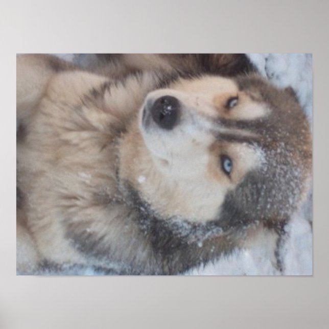 Poster Husky (Devant)