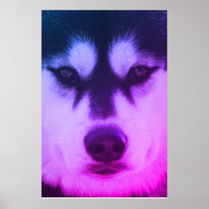 Poster Husky