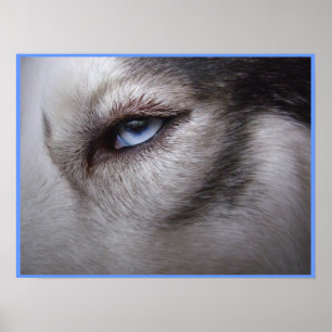 Poster Husky Eye Poster Sled Dog Art Poster Husky
