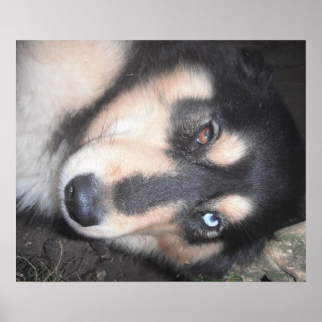 Poster Husky One Blue Eye One Brown Oeil (Devant)