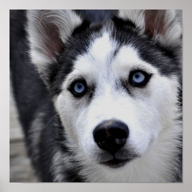 Poster Husky Puppy (Devant)