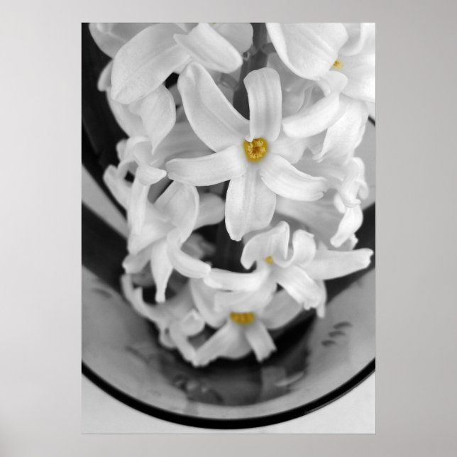 Poster hyacinth in black and white (Devant)