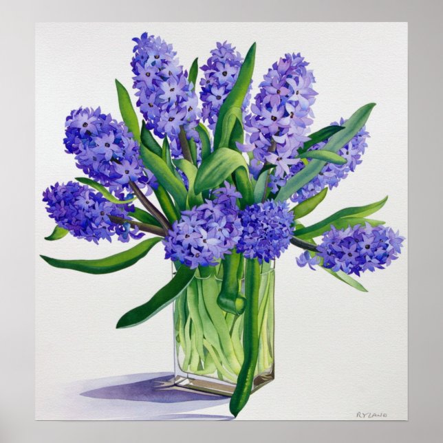 Poster Hyacinthes bleus (Devant)