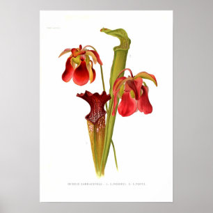 Poster Hybrides de Sarracenia