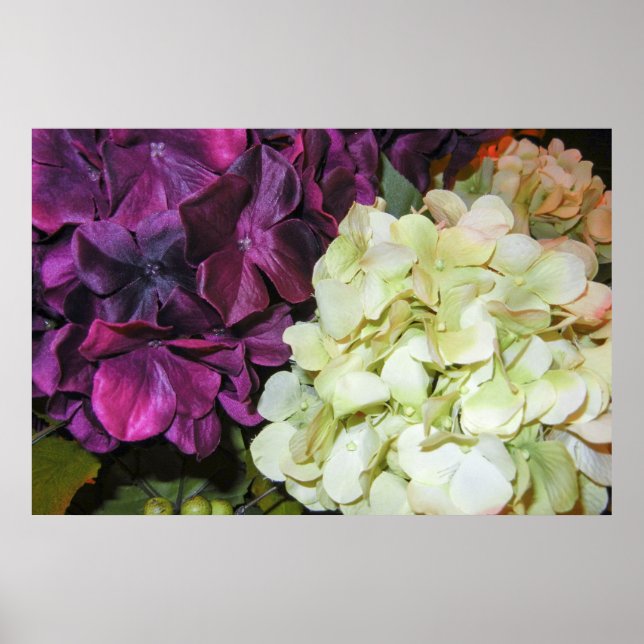 Poster Hydrangea fleurit dans le violet foncé et blanc (Devant)