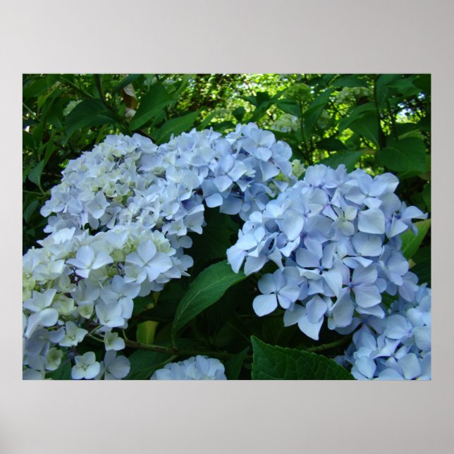 Poster Hydrangea Flower Garden art prints Blue Hydrangeas (Devant)