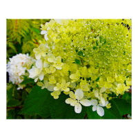 Hydrangea Limelight Vert Chartreuse Élégant