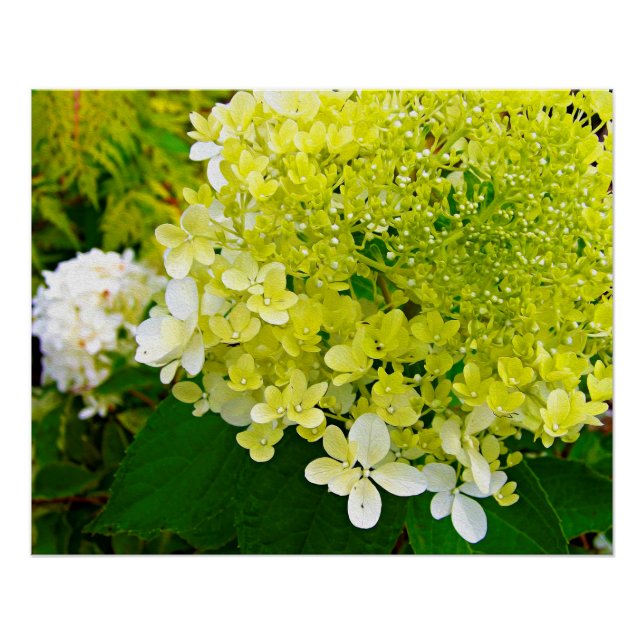 Poster Hydrangea Limelight Vert Chartreuse Élégant (Devant)