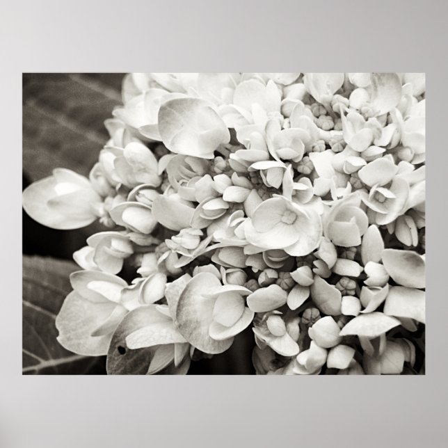 Poster Hydrangea Macro Photographie noir et blanc (Devant)