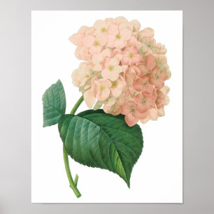 Poster Hydrangea Rose Vintage Hortensia par Redoute